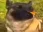 Emote