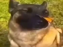 dobro emote