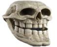 mrozi emote
