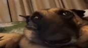 SobakaEstNachos emote