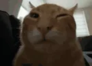 hub emote