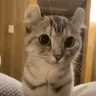 duh emote