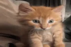 priv emote