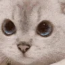 nononono emote