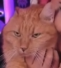 lunaNotImpressed emote