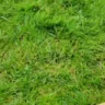 TouchGrass emote