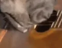 horseGuitar emote