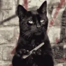 SalemCat emote