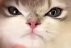 maj emote
