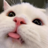 SillyPag emote