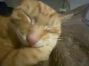 behdge emote