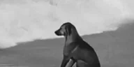 SadDoggo emote