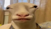 BAAAAAAAAAAA emote