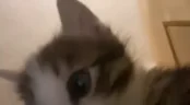 fto emote