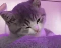 otdih emote