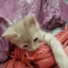 kittyIgnore emote