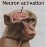 monkeyneuronactivation emote