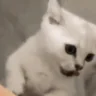 porfi emote