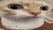 huu emote