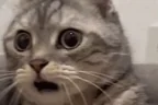 wtfwtfwtf emote