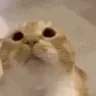 oom emote