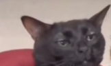 uhhuh emote