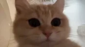 catStare emote
