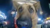 dog emote