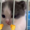 catServing30YearsInPrisionForFirstDegreeArson emote