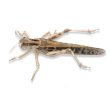 sarancha emote