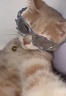suh emote