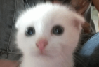 wot emote