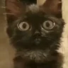hitoidk emote