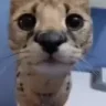 reow emote