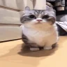 WhatIsThat emote