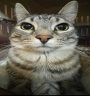 Wot emote