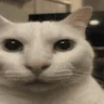 catAware emote