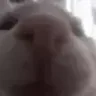 iuh emote