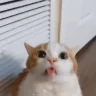 popipopi emote