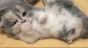 lounging emote