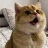:0 emote