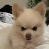 nabiFancam emote