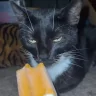 Creamsicle emote
