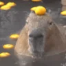 CapybaraStare emote