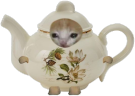 teapotCat emote