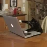 CatTyping emote