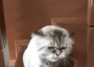 GETAWAY emote
