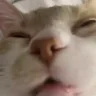 xuh emote