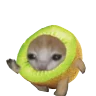 kiwicat emote