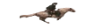 rdrHorse